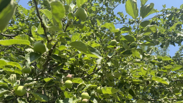 Стало известно, когда в Самарскую область придут дожди с градом