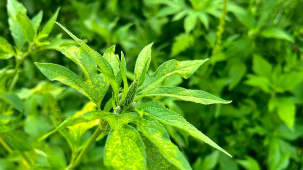 Пыльцевая атака: самарцы столкнутся с удушьем в конце июля