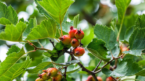 Народный календарь 13 августа: не делайте этого в Евдокимов день, чтобы не получить смертельное проклятье