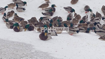 ГТРК «Самара»: в огромной полынье на Волге массово зимуют утки