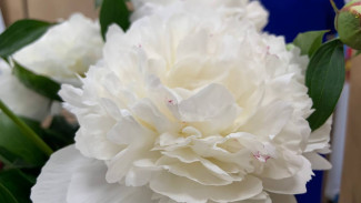 Народные приметы: 6 июня. Не делайте этого в день Симеона Столпника, если не хотите лишиться главного