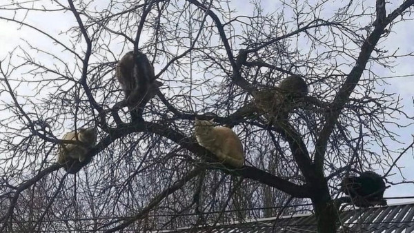 В Самаре мартовские коты оккупировали деревья