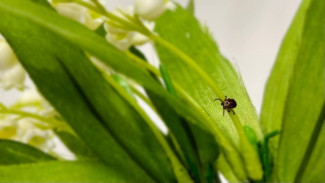 В Самарской области в начале осени активизировались клещи 