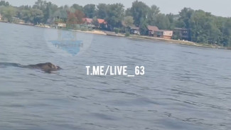 Житель Самары снял на видео как целеустремленный дикий кабан переплыл Волгу