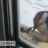Жительница Самарской области подружилась с дятлом