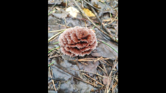 Цветок или шишка? В заповеднике под Самарой нашли редкое создание природы