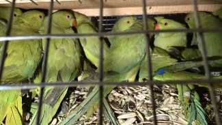 Самарские таможенники нашли в микроавтобусе более 100 экзотических птиц без документов