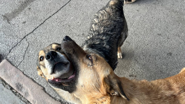 В Самаре возбудили уголовное после нападения бездомных собак на девушку