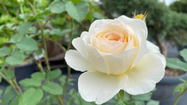 Народный календарь 19 июня. Сделайте это на Лариона Пропольника, чтобы деньги потекли рекой