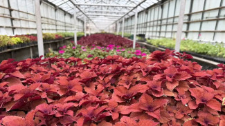 Появились кадры подготовки к массовой высадке цветов в Самаре летом 2026 года