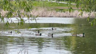 Синоптики назвали точную дату, когда в Самаре резко потеплеет