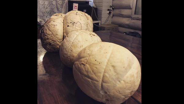 В Самарской области грибники нашли “головы пришельцев” 