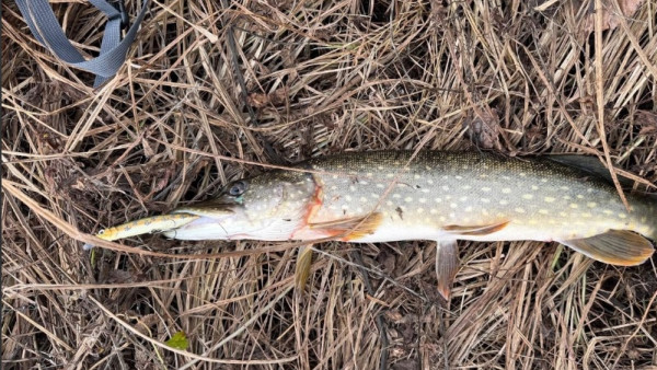 Мэр Тольятти Илья Сухих поймал 10 щук во время рыбалки