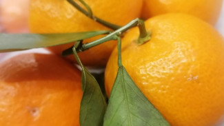 В Самару ввезли запрещенные импортные продукты