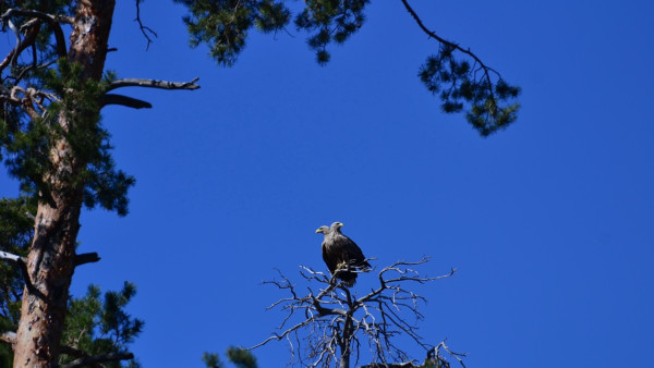 Живой двуглавый орел поразил жителей Самарской области