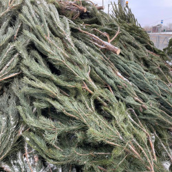 Самарцам рассказали, чем может быть опасна настоящая новогодняя ель у вас дома