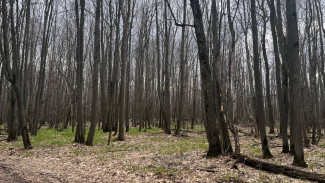 В Самарской области восстановили 17 гектаров леса