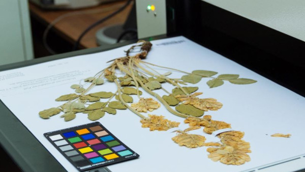 Самарский цифровой гербарий включен в глобальную базу знаний о жизни на Земле   