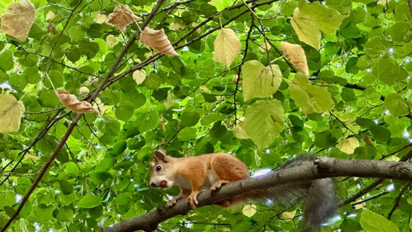 Живой уголок в центре Самары: белки, птицы и утки обосновались в одном месте
