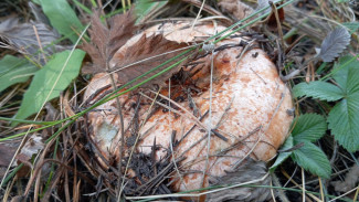 В Самарской области объявлены 2 дня для лучшего сбора грибов