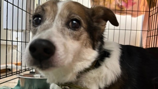 Они бегут в панике: самарцам рассказали об опасности праздничных дней