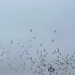 30 сентября в Самарской области ввели режим угрозы вторжения БПЛА