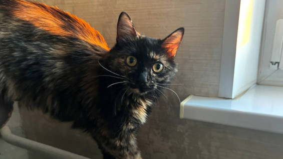 Жители Самары попросили вернуть отопление из-за похолодания