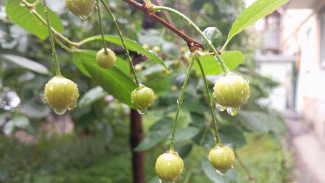 Фитомониторинг садов стартовал в Самарской области