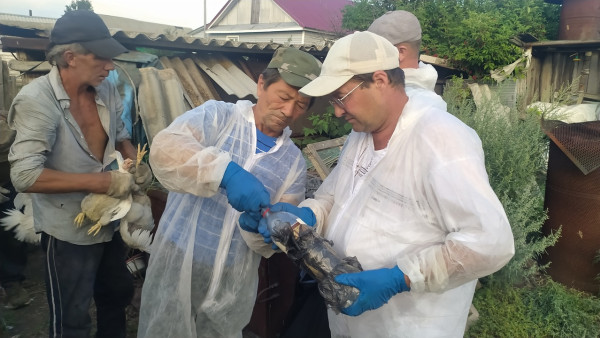 Под Самарой сожгли сотни голов домашней птицы