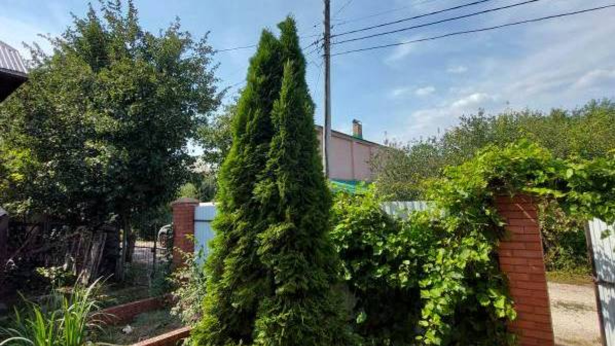 Туя брабант пожелтела. Туя горящие. Высохшая туя. Ель канадская коника хвоя пожухла. Туя сгорела на солнце.