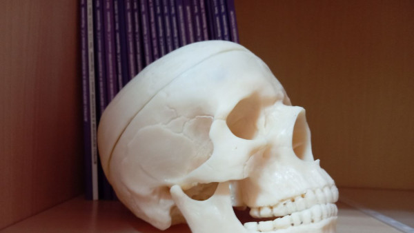 Под Самарой в лесу найден человеческий череп со следами операции