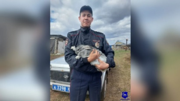 В Самарской области поймали похитителей 16 кроликов