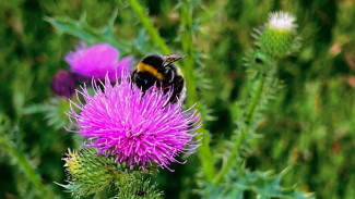 Пчёл в Самарской области атаковали смертоносные паразиты