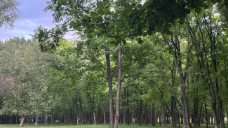 С начала сезона клещи атаковали 3231 жителя Самарской области