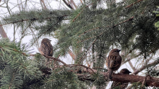 В Самарской области подвели итоги Всероссийской переписи воробьёв