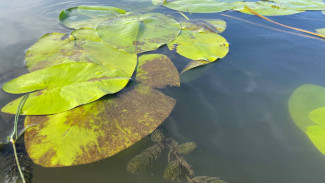 Самарское Минприроды прокомментировало попадание вредных стоков в реку Падовка