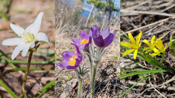 Специалисты просят не срывать первые подснежники в Самарской области