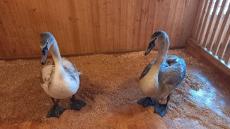 Двух осиротевших лебедей из Отрадного спасли от холодов в Самаре