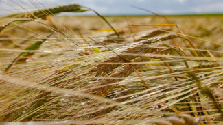 Россельхознадзор объяснил самарцам, что делать при угрозе подтопления складов с пестицидами