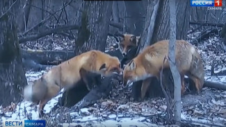 Что ты такое? Самарцам показали кадры скрытой камеры из Жигулевского заповедника