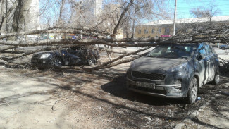 В Самаре дерево упало сразу на два автомобиля