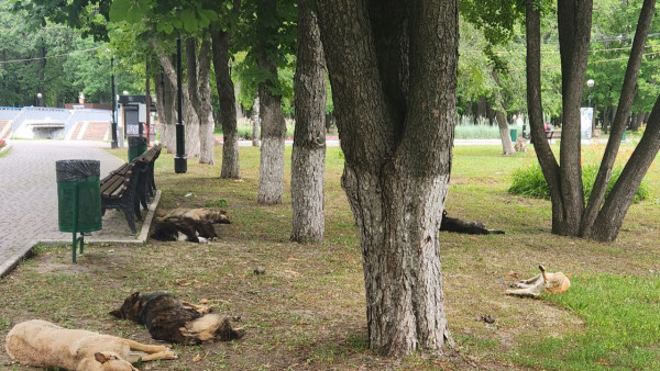 В Самарской области хотят штрафовать за кормление бездомных животных