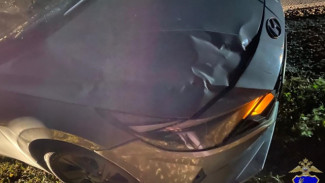 Водитель Hyundai Elantra наехал на лошадь под Самарой