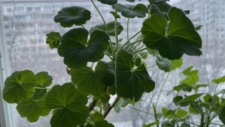 Герань поливайте умерено: агрономы напомнили самарцам о правилах уходе за комнатными цветами зимой