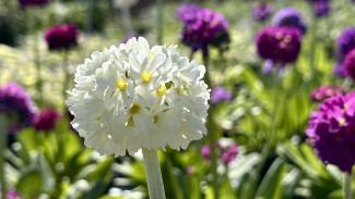 11 апреля самарцев ждет +16 °C, туман утром и дождь ночью