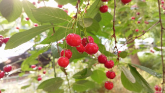 Самарский диетолог рассказала, какие ягоды наиболее полезны для здоровья в июле