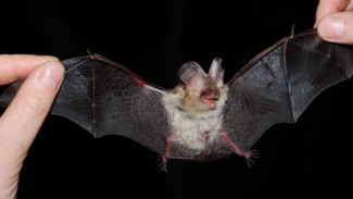 В Самарской области резко увеличилась популяция летучих мышей