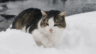 В Самаре на выходных ожидается гололедица и мокрый снег