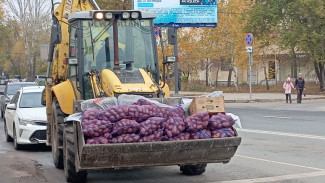 В Самаре запасы картошки на зиму перевозят в ковше трактора