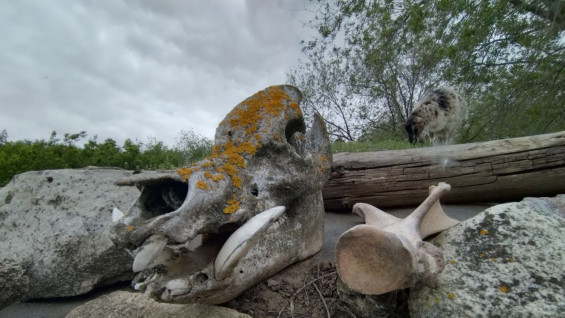 Ученые предупредили об агрессивных кабанах в лесу под Самарой